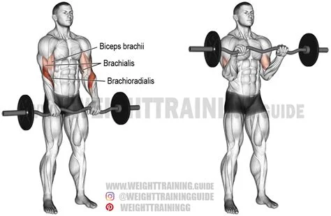 Curl biceps à la barre EZ