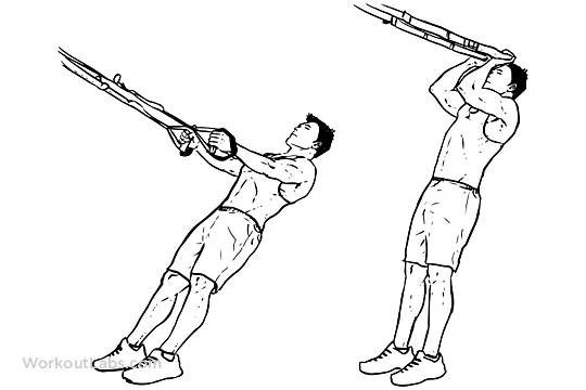 Curl biceps aux TRX