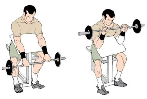 Curl biceps prise pronation