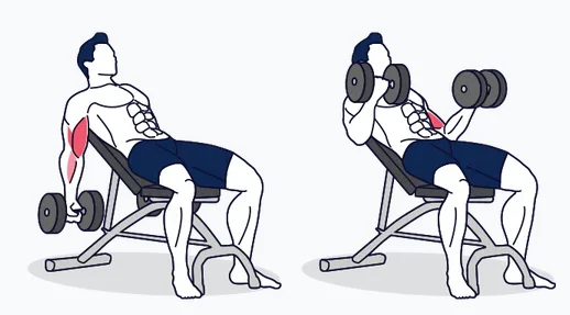 Curl incliné aux haltères