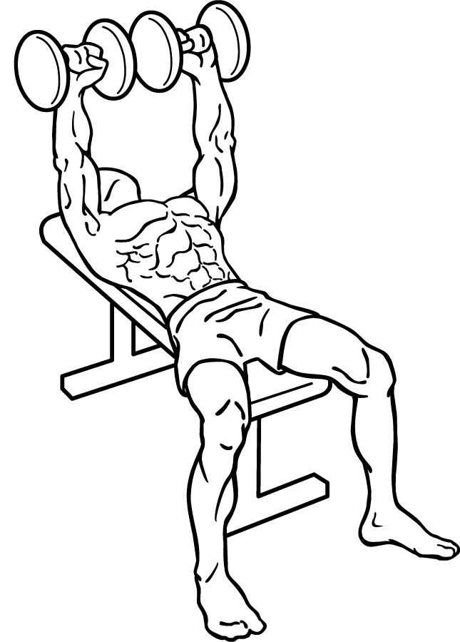 Développé couché aux haltères