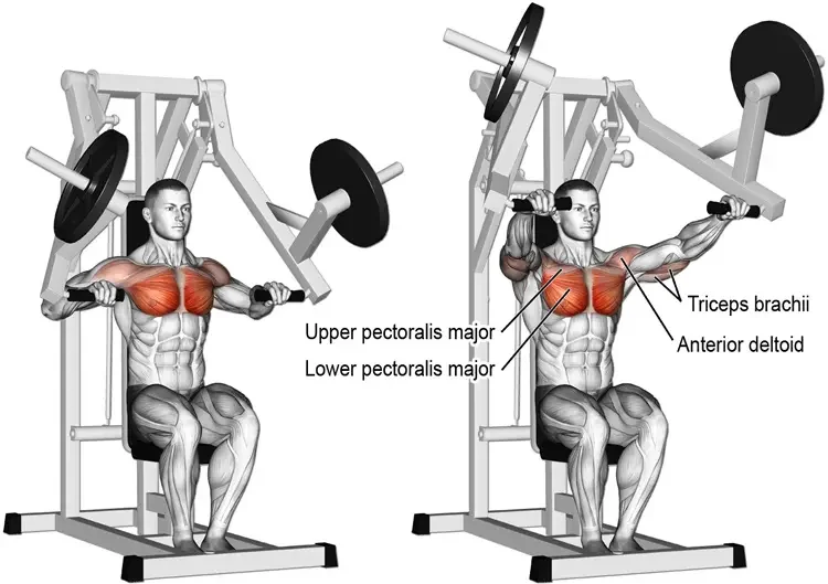 Développé pectoraux à la machine