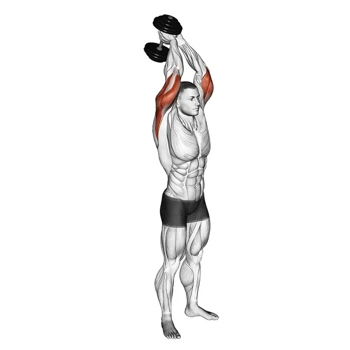 Extension triceps au-dessus de la tête (haltère)